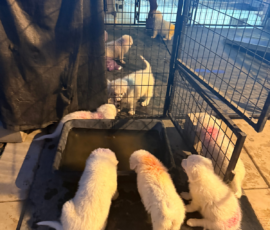 Pippin & Marisa Litter 5/26