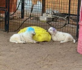 Pippin & Marisa Litter 5/26