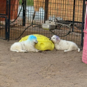 947918933 Inside Our Maremma Puppy Program