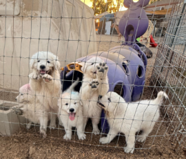 Pippin & Marisa Litter 5/26