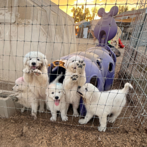2957592180 Inside Our Maremma Puppy Program