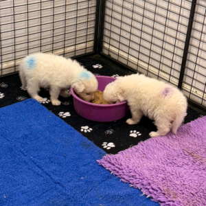 1720429069 Inside Our Maremma Puppy Program