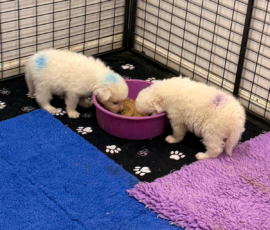 Pippin & Electra Litter 5/26