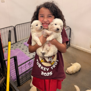2141961367 Inside Our Maremma Puppy Program
