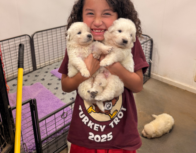Available Maremma Puppies