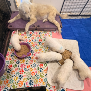 184721237 Inside Our Maremma Puppy Program