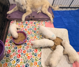 Pippin & Marisa Litter 5/26