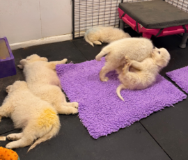 Pippin & Marisa Litter 5/26
