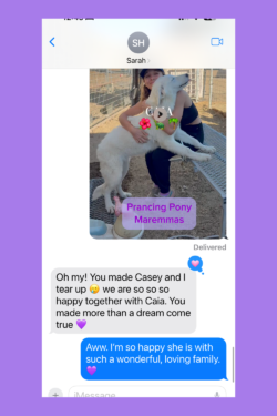 864624734 Success Stories: Prancing Pony Maremmas Thriving Across North America