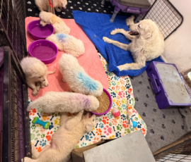 Pippin & Electra Litter 5/26