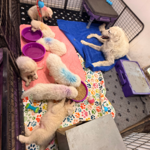 4057607795 Inside Our Maremma Puppy Program