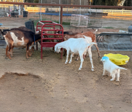 Pippin & Marisa Litter 5/26