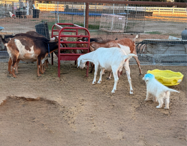 Available Maremma Puppies