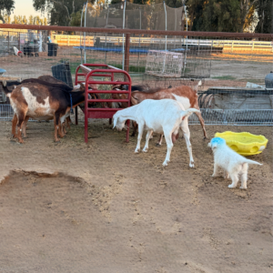 946887334 Inside Our Maremma Puppy Program