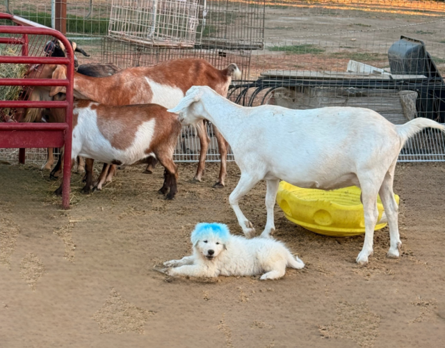 2752918415 Available Maremma Puppies
