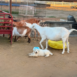 3695005124 Inside Our Maremma Puppy Program