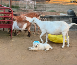 Pippin & Marisa Litter 5/26