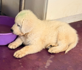 Pippin & Marisa Litter 5/26