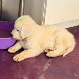 1919678052 Inside Our Maremma Puppy Program