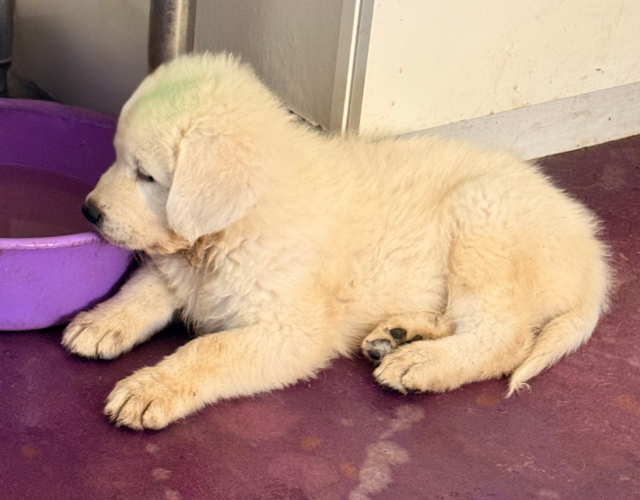4199254983 Available Maremma Puppies