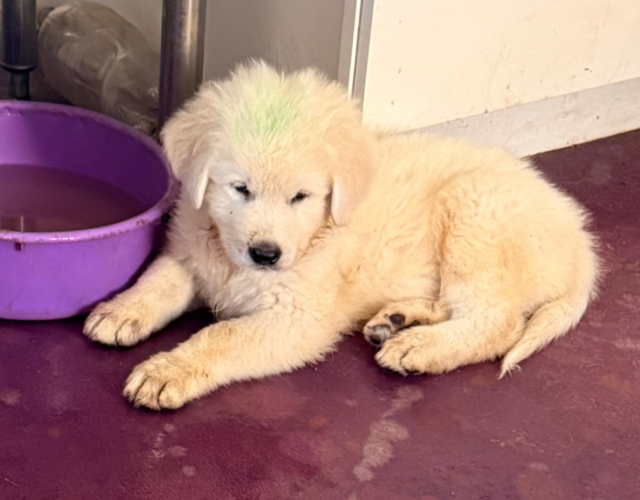 1694898010 Available Maremma Puppies