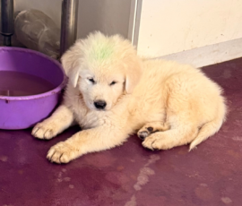 Pippin & Marisa Litter 5/26