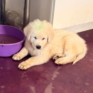 664486108 Inside Our Maremma Puppy Program