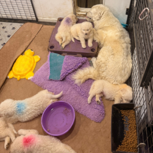 1876200392 Inside Our Maremma Puppy Program