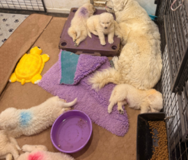 Pippin & Electra Litter 5/26
