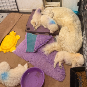 1043373521 Inside Our Maremma Puppy Program