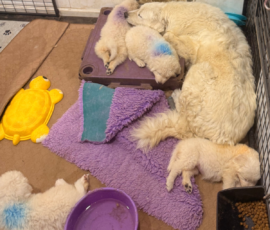 Pippin & Electra Litter 5/26