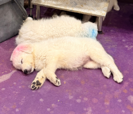 Pippin & Marisa Litter 5/26