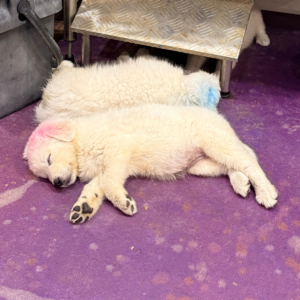 2775527468 Inside Our Maremma Puppy Program