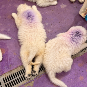 1201544360 Inside Our Maremma Puppy Program