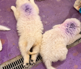 Pippin & Electra Litter 5/26