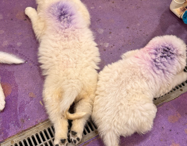 64808750 Available Maremma Puppies