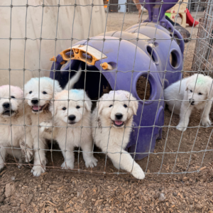 3300158934 Inside Our Maremma Puppy Program