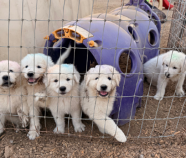 Pippin & Marisa Litter 5/26