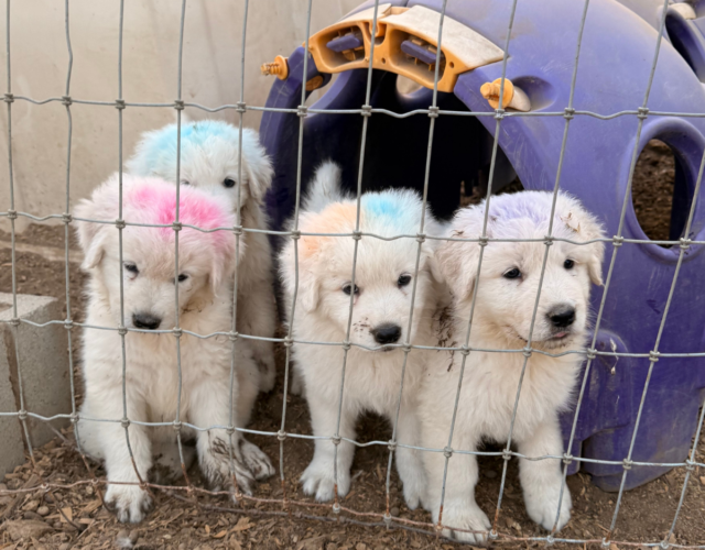 3106090064 Available Maremma Puppies