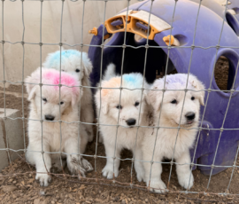 Pippin & Marisa Litter 5/26