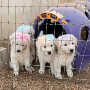 3553499491 Inside Our Maremma Puppy Program