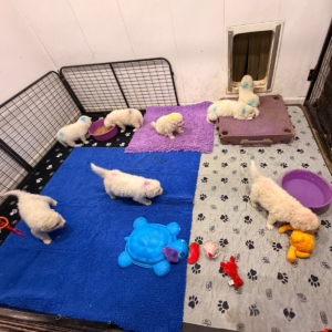 2776084217 Inside Our Maremma Puppy Program