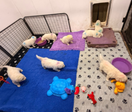 Pippin & Nova Litter 5/26
