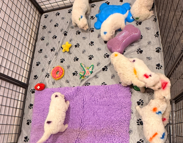 Available Maremma Puppies
