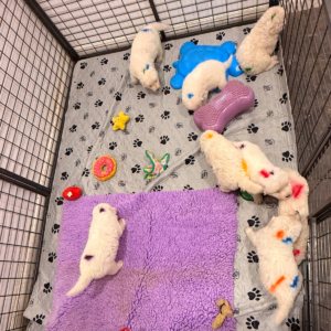 2730991499 Inside Our Maremma Puppy Program