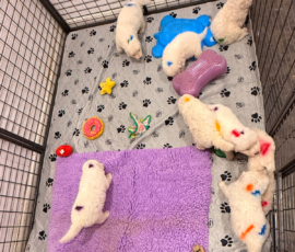 Pippin & Nova Litter 5/26