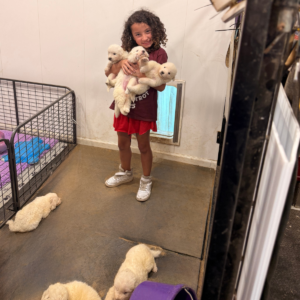 1779939757 Inside Our Maremma Puppy Program