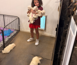 Pippin & Electra Litter 5/26