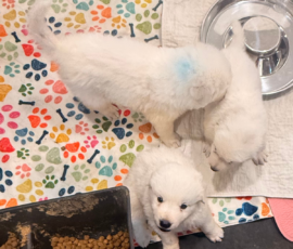 Pippin & Marisa Litter 5/26