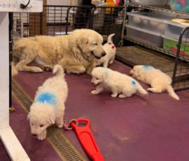 Pippin & Marisa Litter 5/26